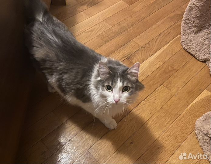 Кошка