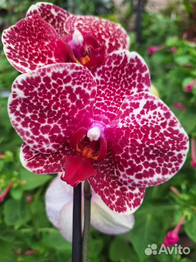 Орхидея фаленопсис Ред Сезам