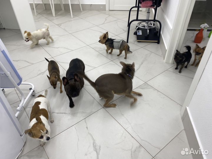 Зоогостиница/Передержка животных