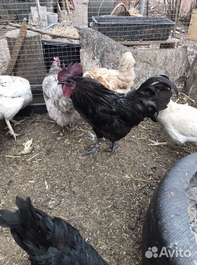 Цыплята несушки и Ухейилюй