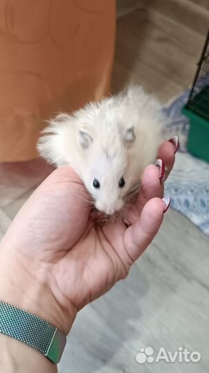 Сирийский хомяк