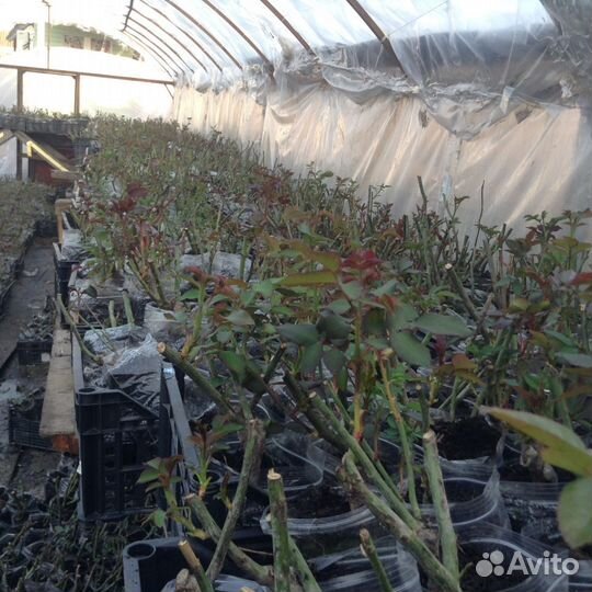 Розы оптом росада