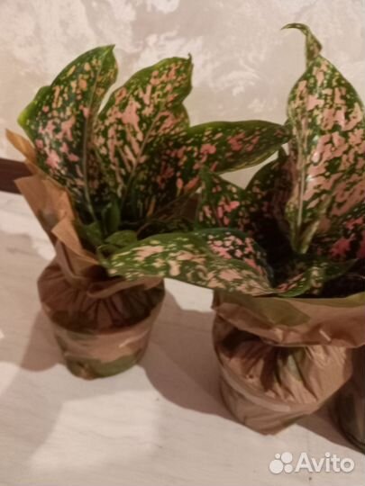 Аглаонема Далматин