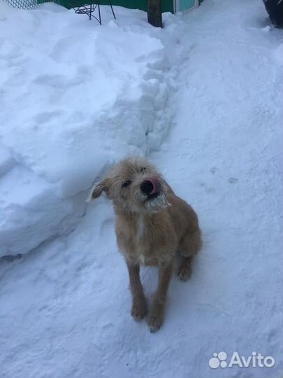 Щенок ирландского терьера в добрые руки
