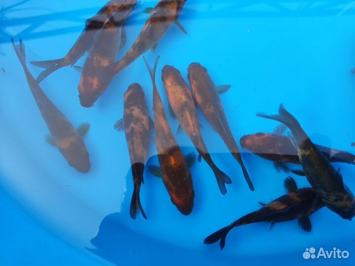 Карп кои породы Хи Уцури