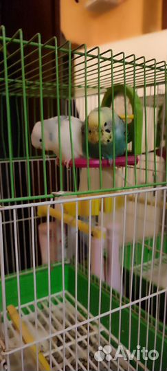 Волнистый попугай с клеткой