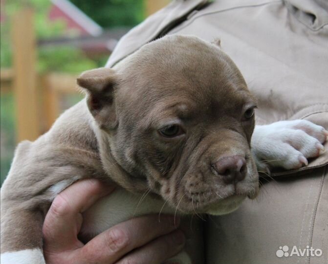 Американский булли покет, стандарт
