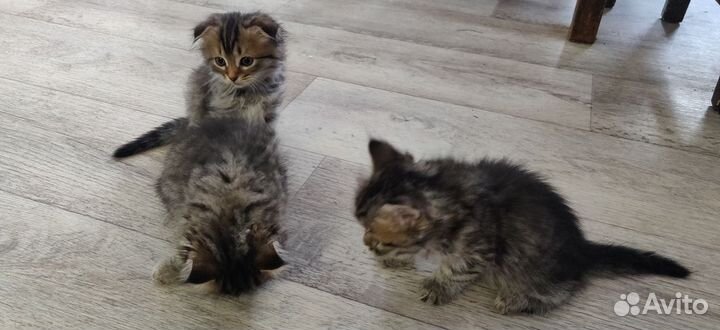 Шотландские котята
