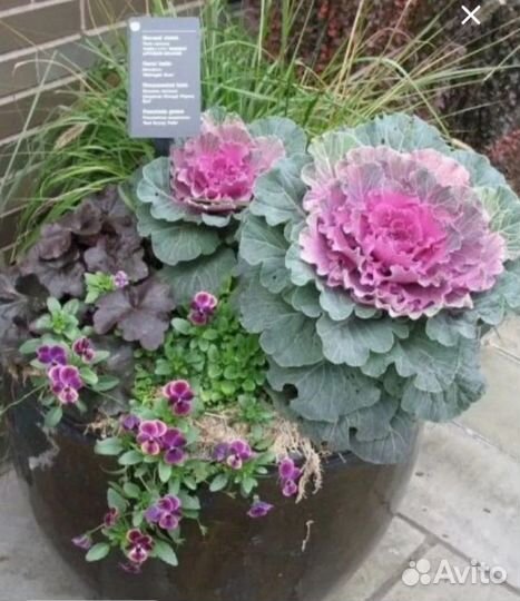 Рассада капусты декоративной капуста