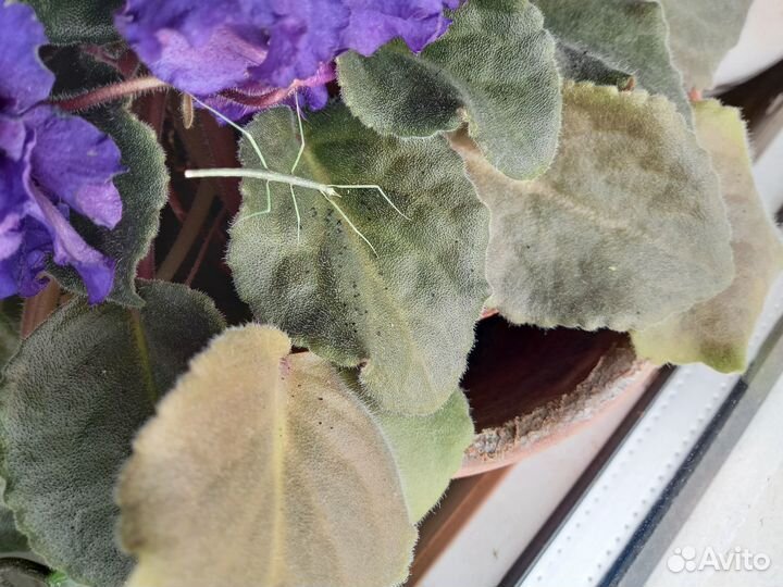 Аннамский палочник, бесплатно, в дар