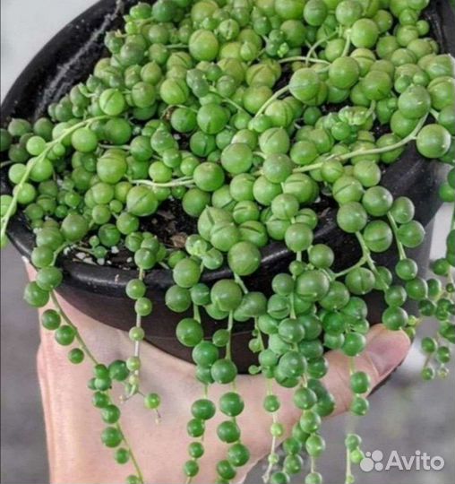 Крестовник Роули и Набор суккулентов (4 вида)