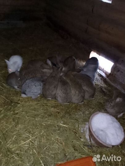 Кролики мясных пород великаны