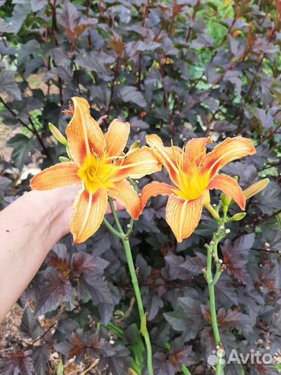 Многолетники