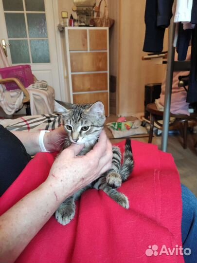 Котик ищет дом,принесёт счастье в вашу семью