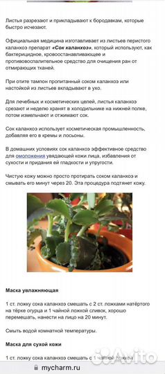 Каланхое лечебное