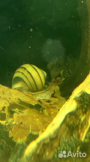 Улитка Спикси