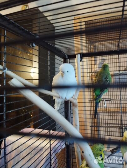 Волнистый попугай ввп чех