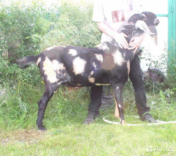 Нубийский козел