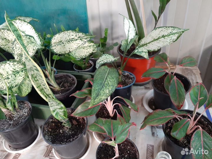 Комнатные растения