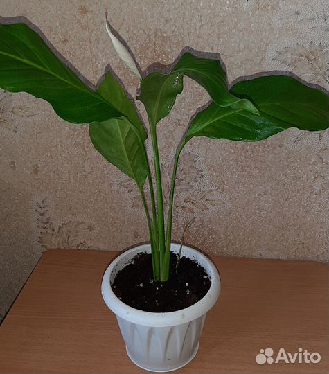 Растение спатифиллум широколистный