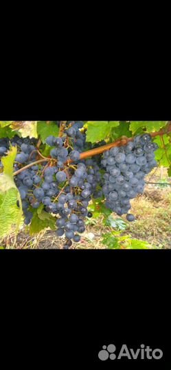 Винный виноград