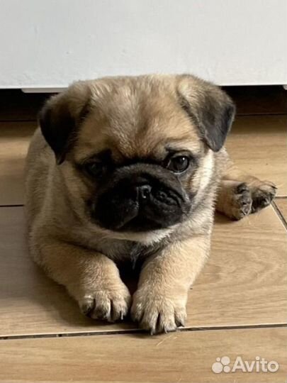 Щенок мопса