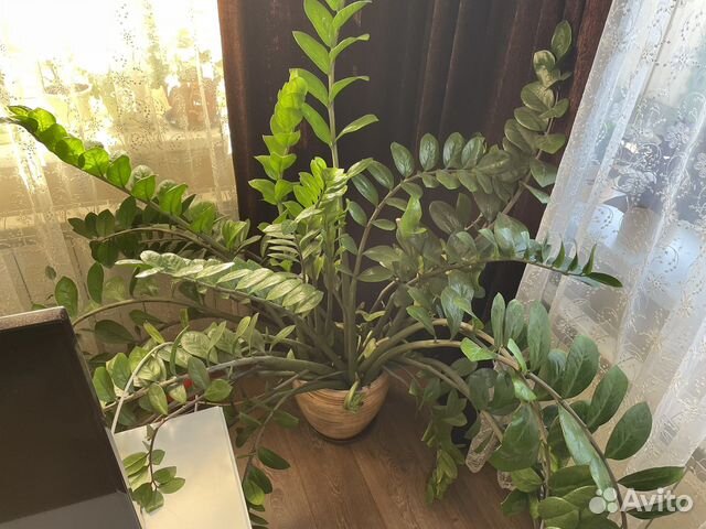 Комнатнве цветы для дома и офиса