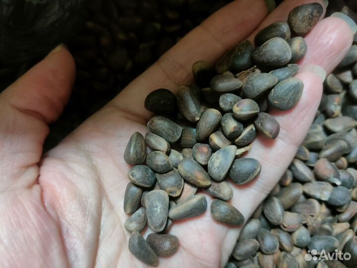 Скорлупа кедрового ореха