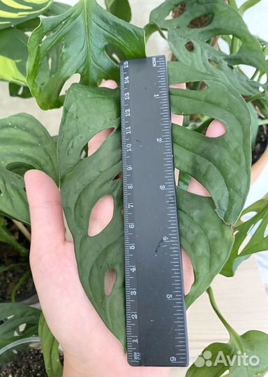 Монстера манки маск 2черенка в стаканчике