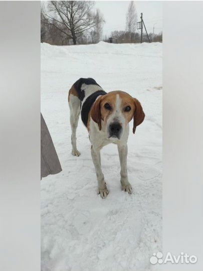 Найдена собака