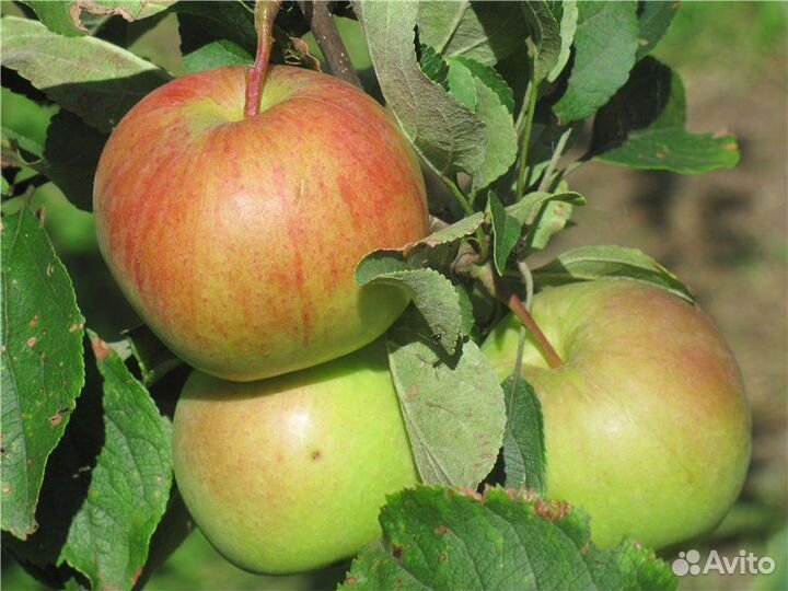 Саженцы яблоня Красавица Москвы