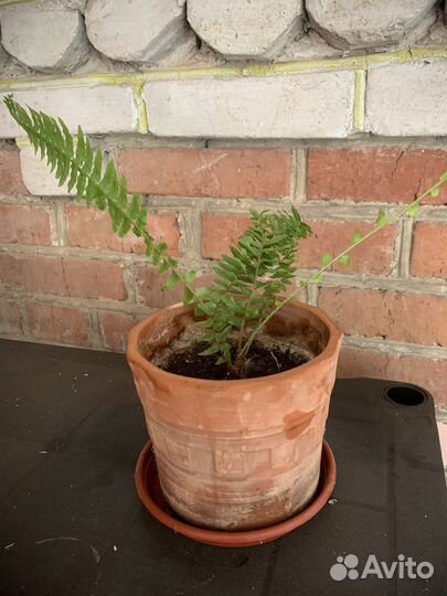 Продам комнатные цветы