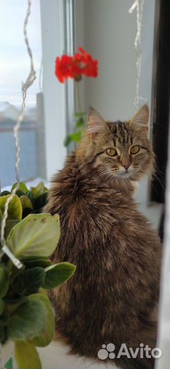 Котята Мейн-кун метис