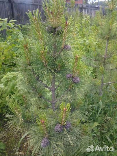 Привитые саженцы кедра с закрытой корневой системо