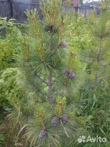 Привитые саженцы кедра с закрытой корневой системо