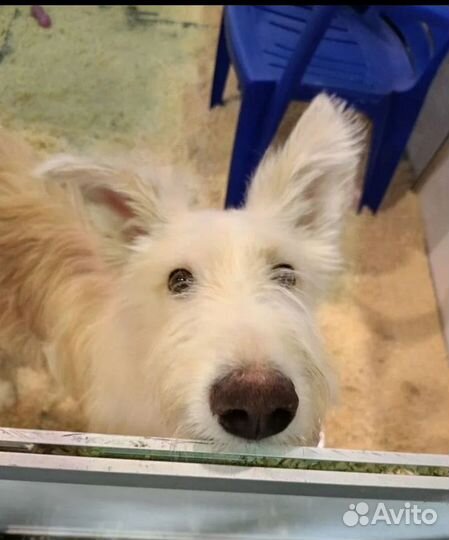 Собака в добрые руки отдам бесплатно