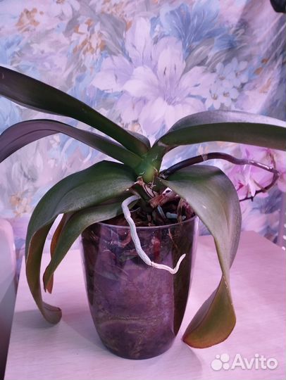 Орхидея фаленопсис Джиллиан