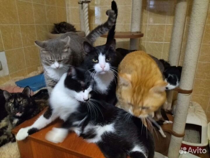 Котик Стёпа