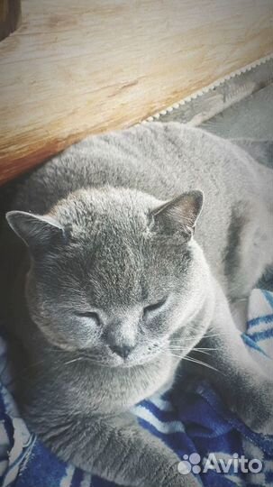 Британский кот