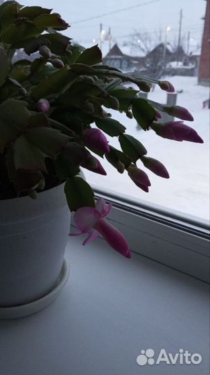 Комнатные цветы