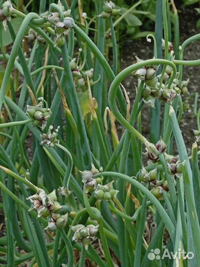 Лук многоярусный многолетний