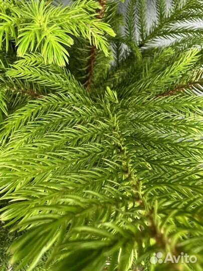Араукария H 60-65 см