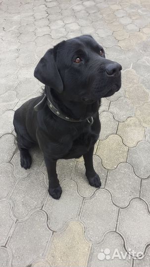 Кобель Лабрадора готов к вязке