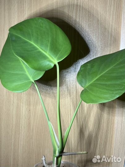 Монстера деликатесная борзига
