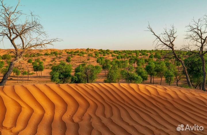 Тур в Рас-Эль-Хайму 7 ночей завтраки