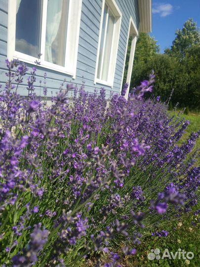 Лаванда сухоцвет 2023