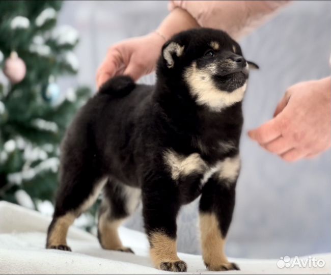 Щенки сиба ину