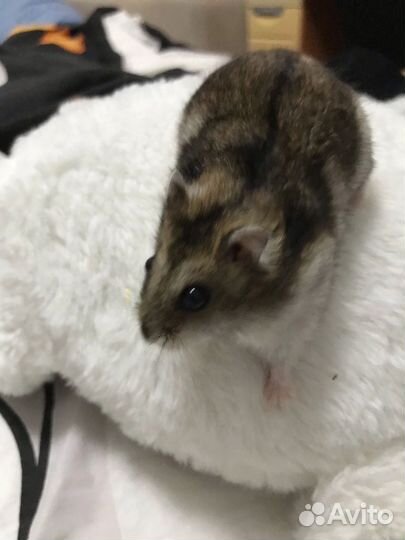 Джунгарские хомячки