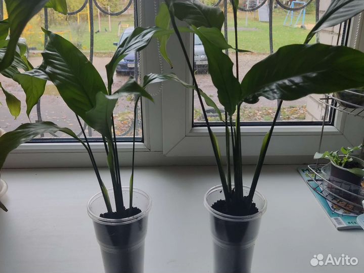 Комнатные растения