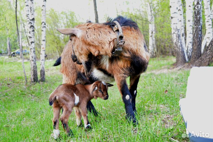Продам козлёнка на племя